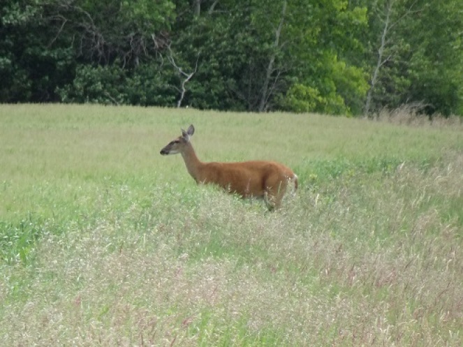 Deer Entering Wheat Field