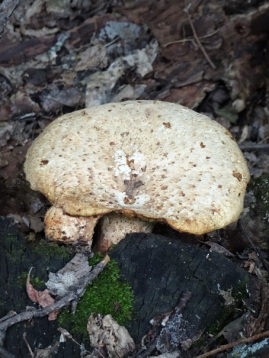 Mushroom on Stump/North Woodlot