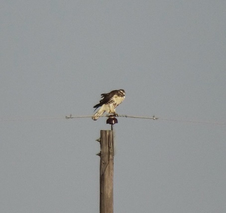 Red-tailed Hawk Surveying Field