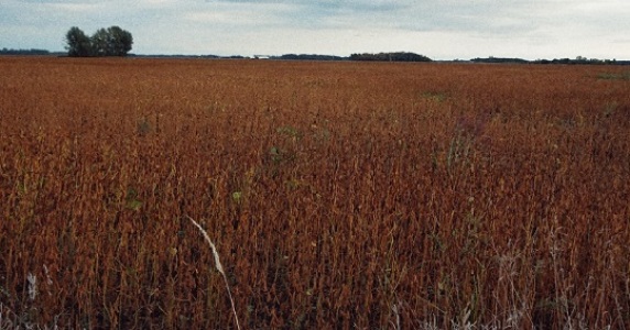 Soybean Field in September