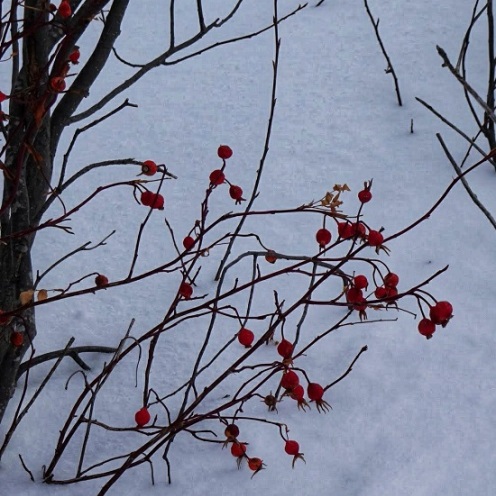 Rosehips Against New Snow