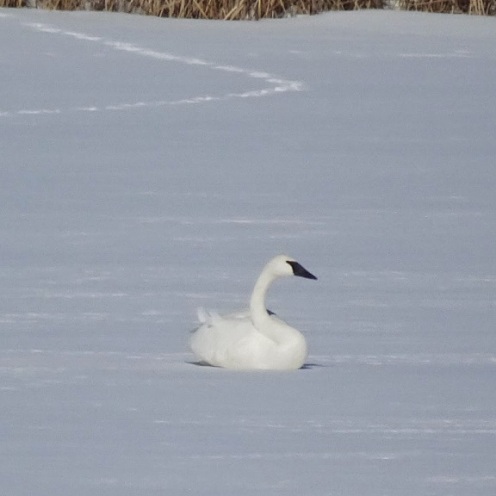 Swan Resting on Frozen Pond: March 2018