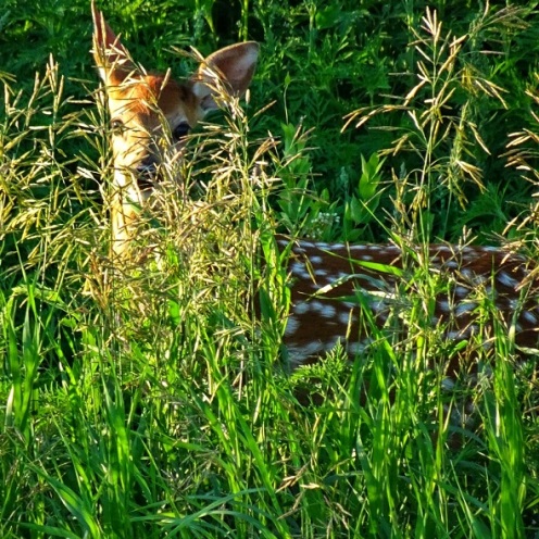 Fawn in Tall Grass and Clover