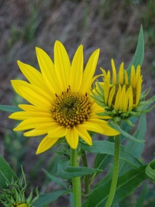 Wild Sunflower Blossoms