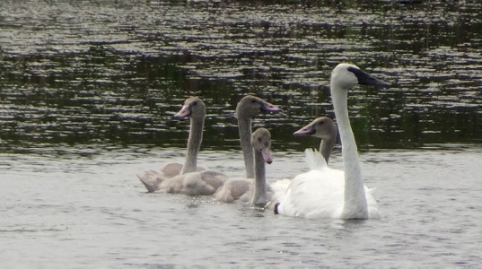 Trumpeter Swan and Cygnets
