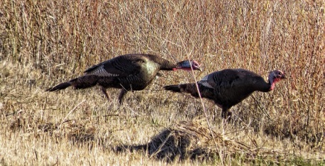 Wild Turkeys Crossing into Field