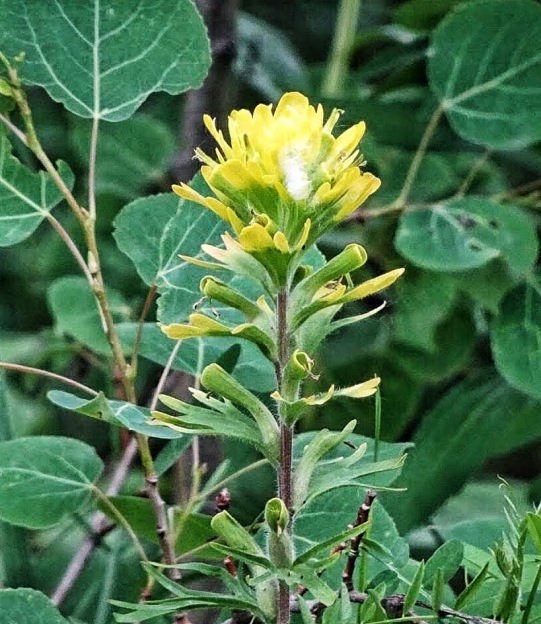 Indian Paintbrush with Yellow Bracts